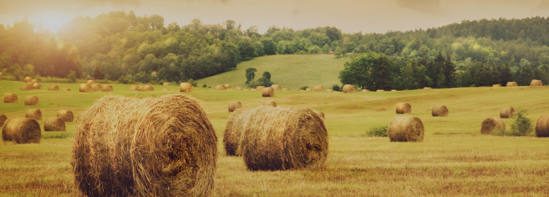 rich harvest